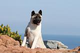 AKITA AMERICAIN 184